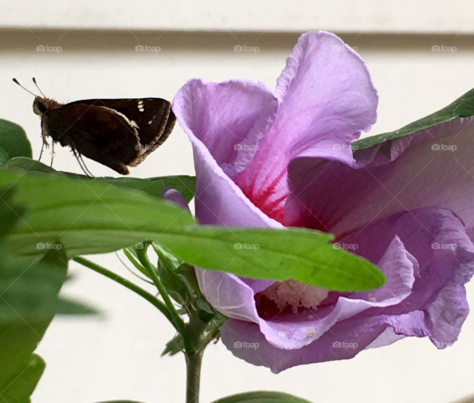 Sharing a Rose of Sharon