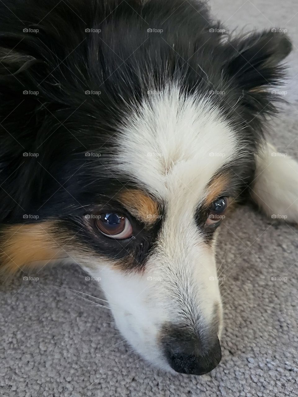 miniature Australian Shepherd