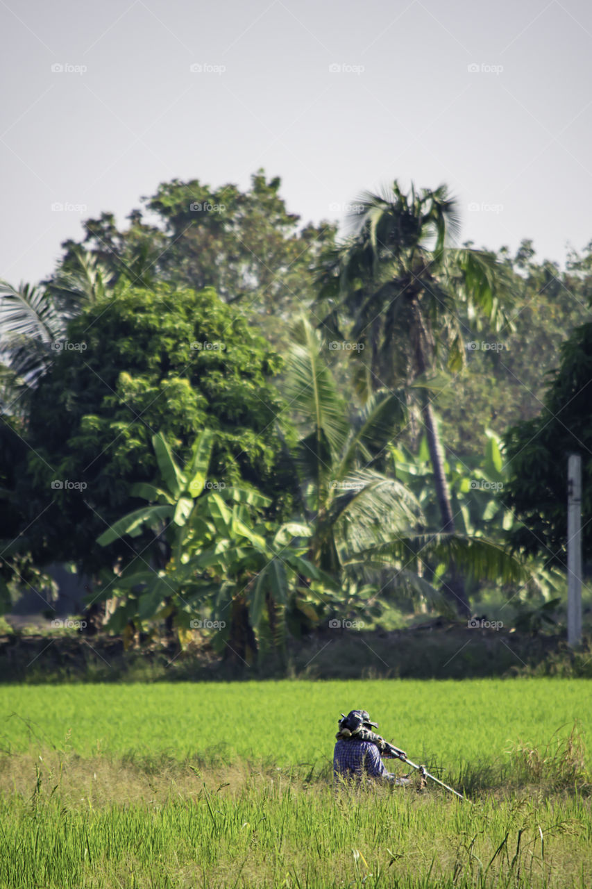 Men use the lawn mower cut grass with height.Men use the lawn mower cut grass with height.