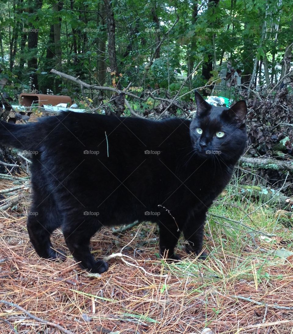 Black cat side view in pine grove.
