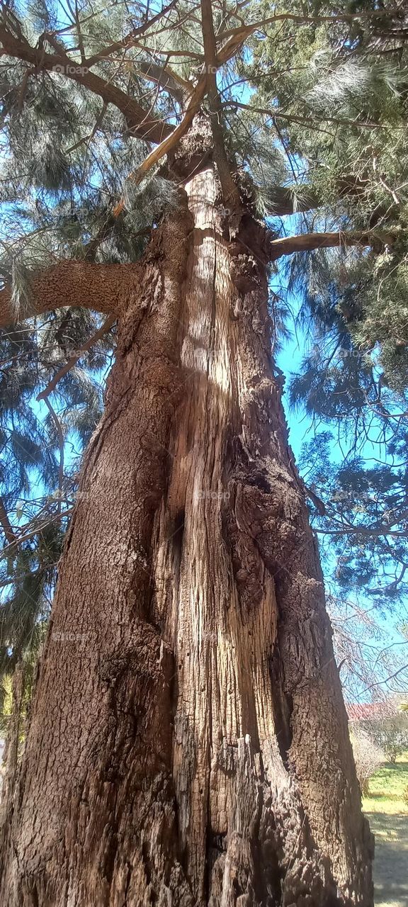 nice texture big tree bark