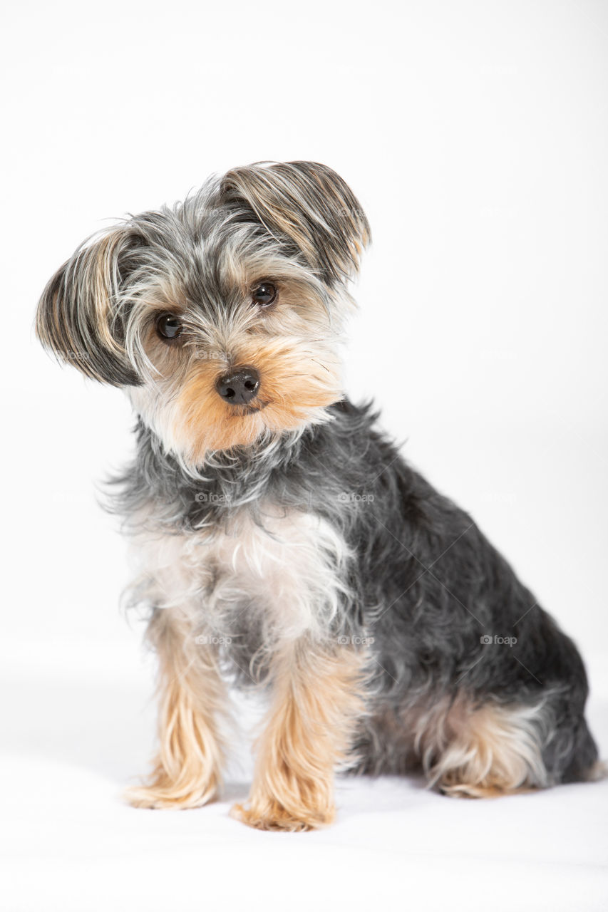 Cute yorkie on white background. Looking at the camera