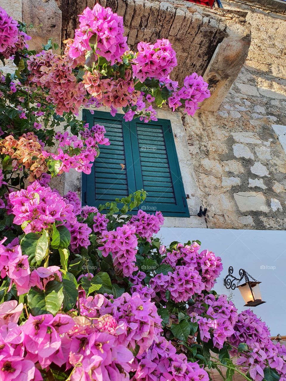 Flowers framed window