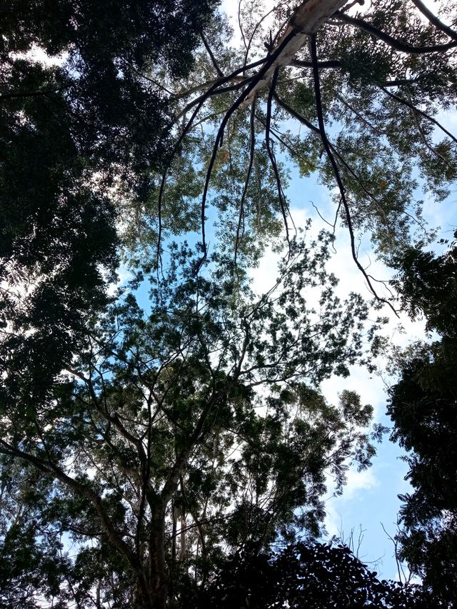 Nature