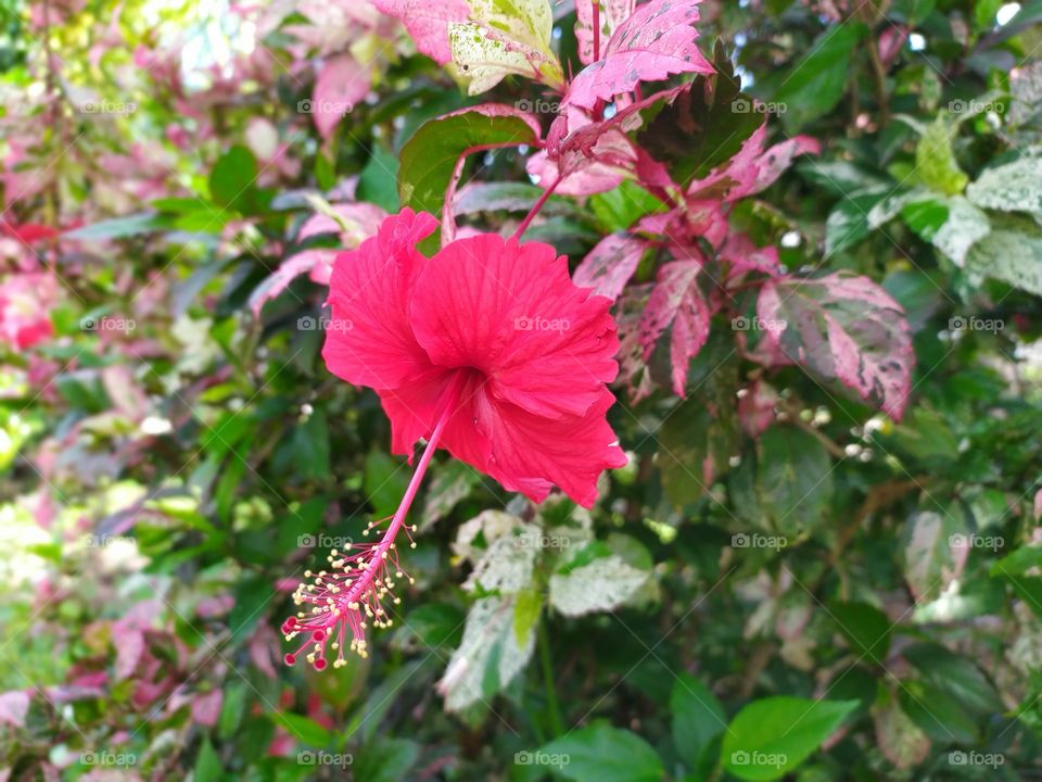 beauty flower