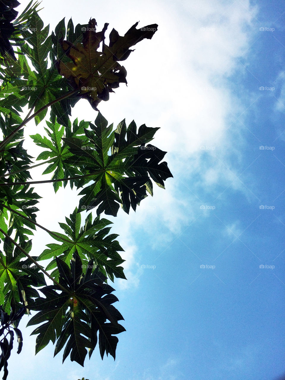 Leafs & sky 