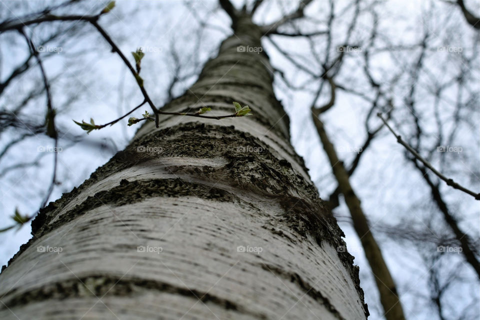 Birch