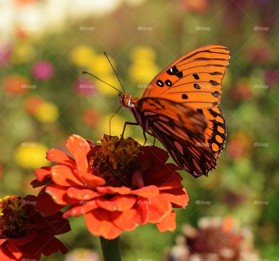 Butterfly on Flower