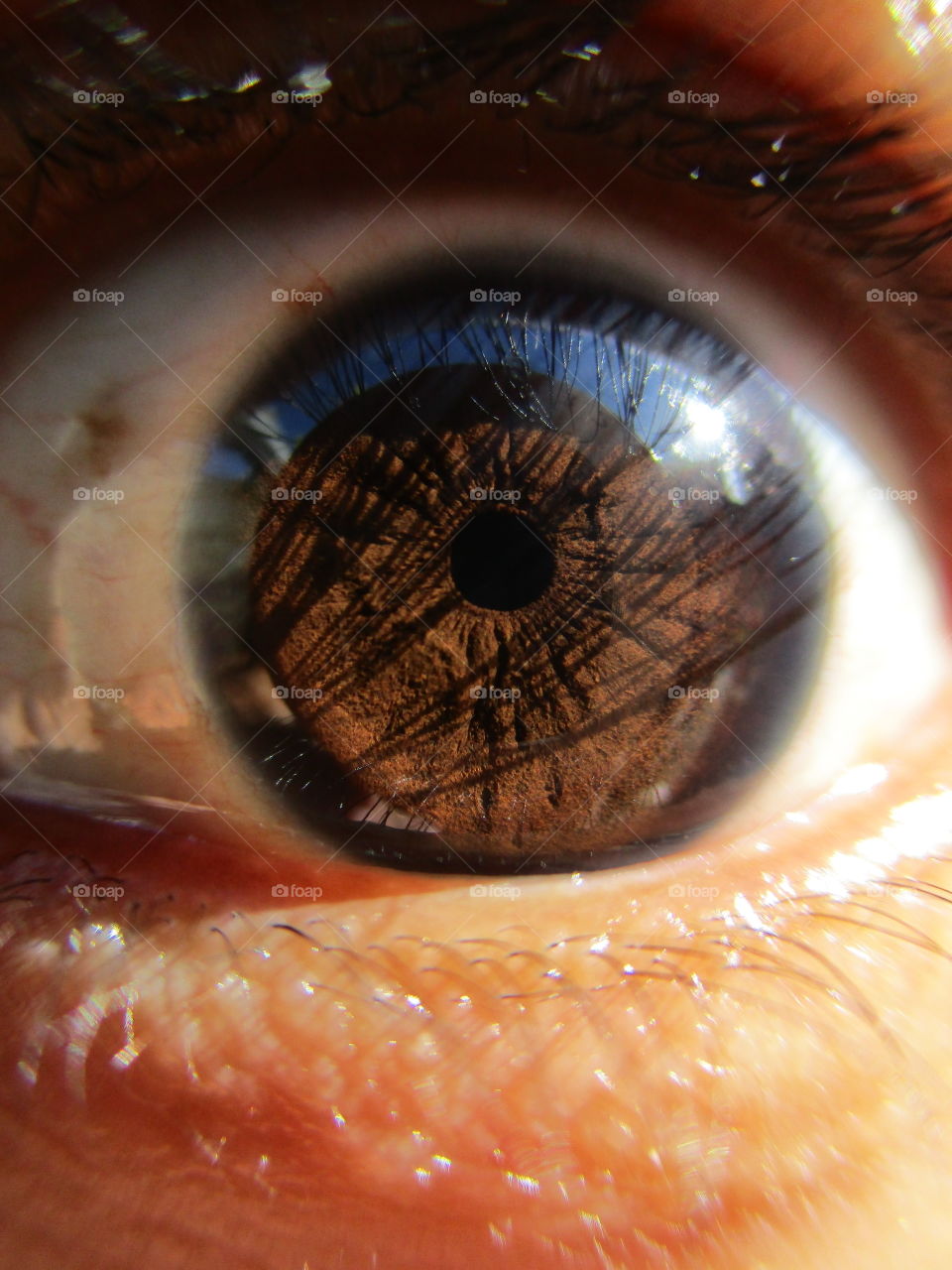 Macro shot of eye