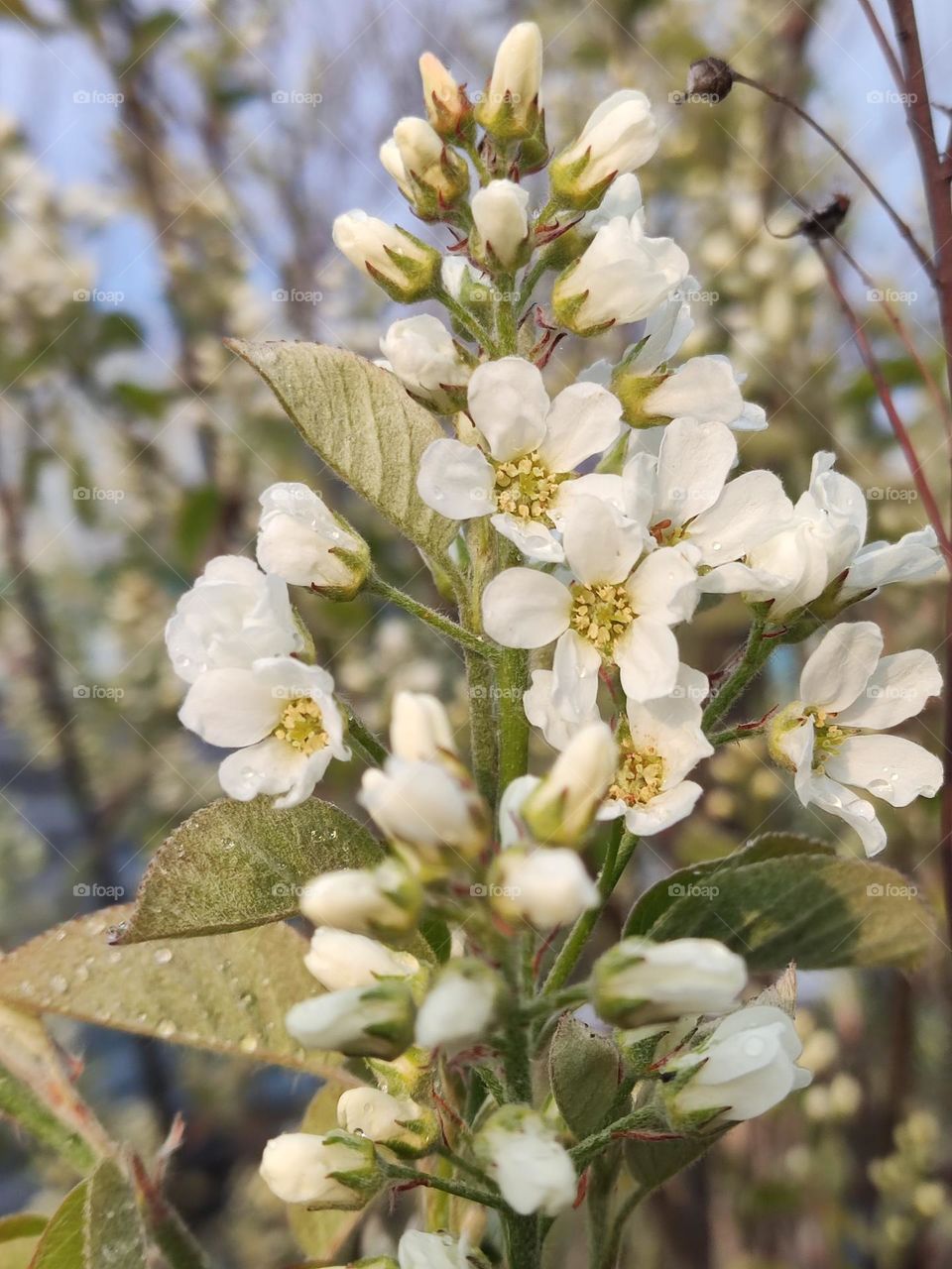 A delicate scene unfolds as little white flowers bloom, adorning everything with their subtle elegance.
