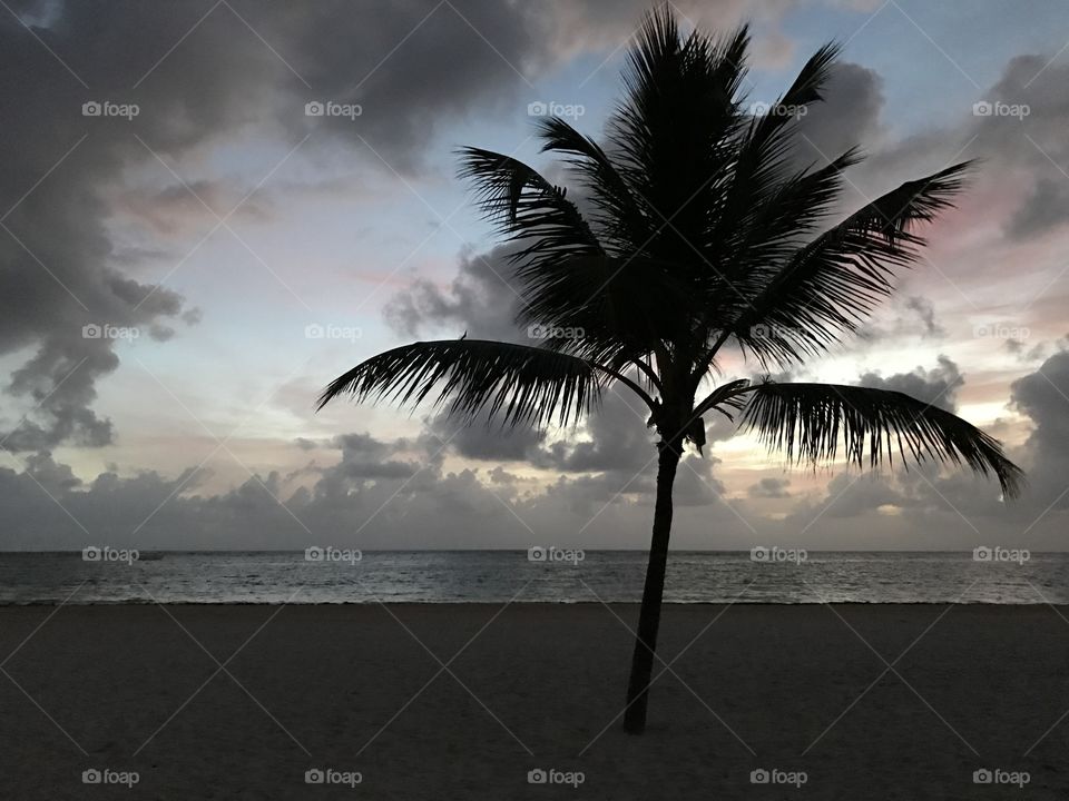 Palm Tree Sunset