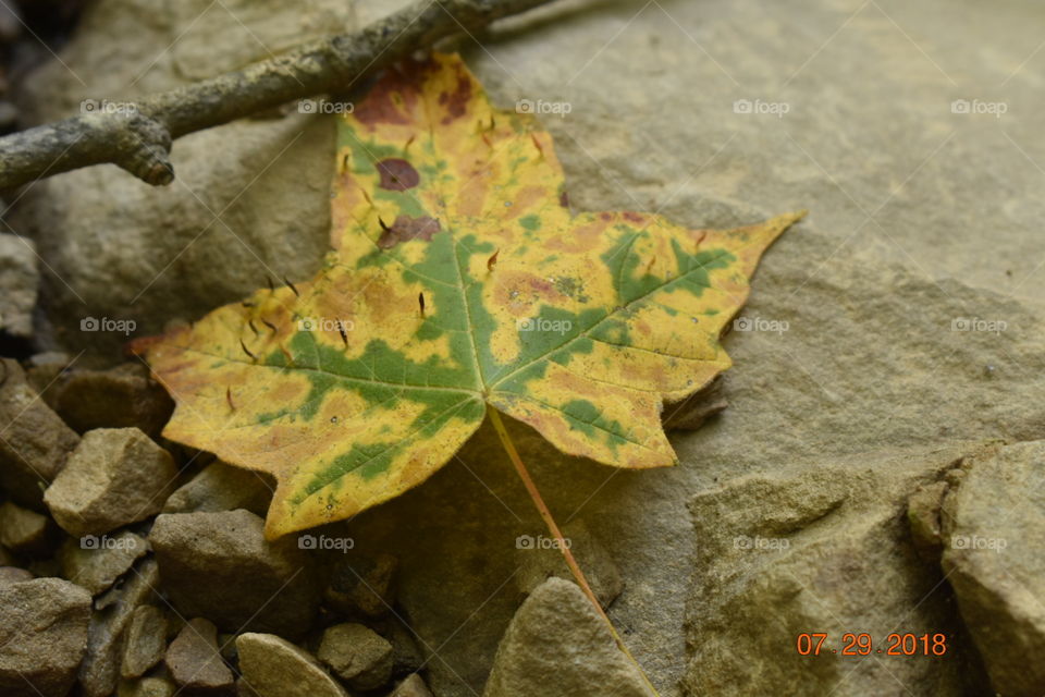 A closeup of a yellow leaf to show that there is beauty in the smallest objects. 