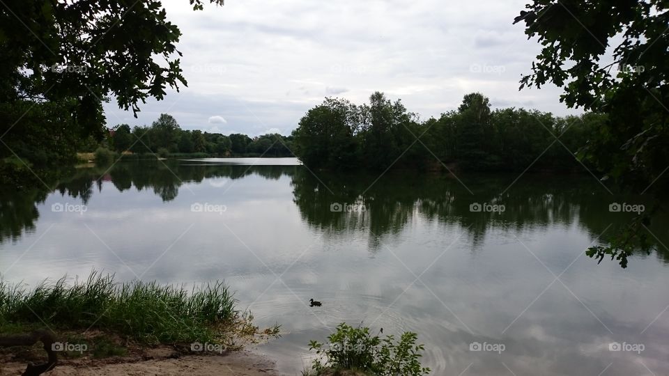 a duckling in a lake surrounded by beautiful nature