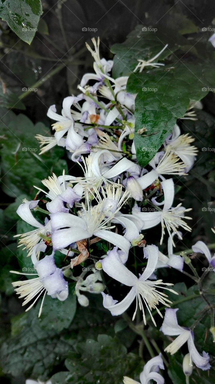 In the garden, after rain..