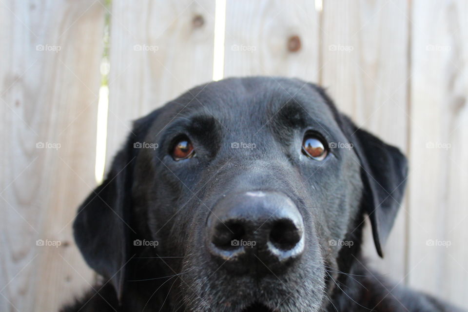 Close-up of labrador retriever