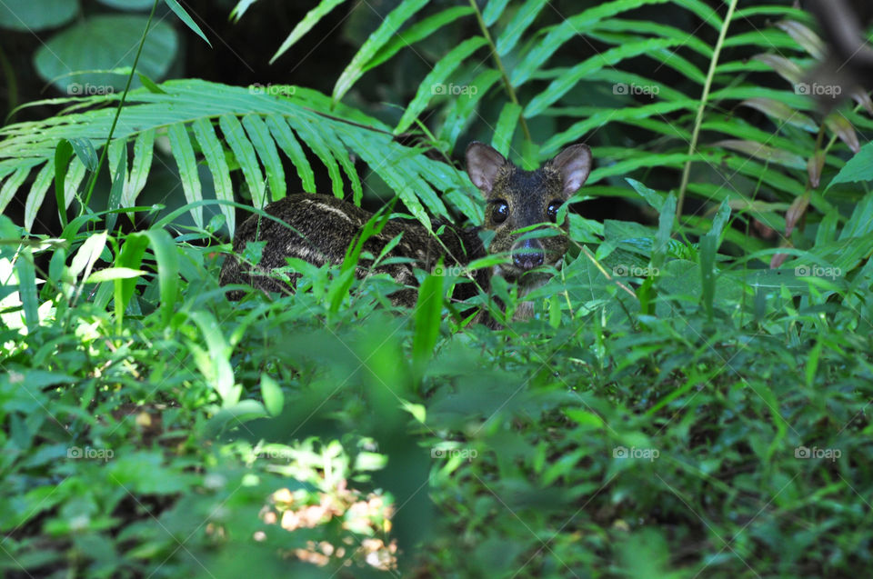 meeminna in sri lanka