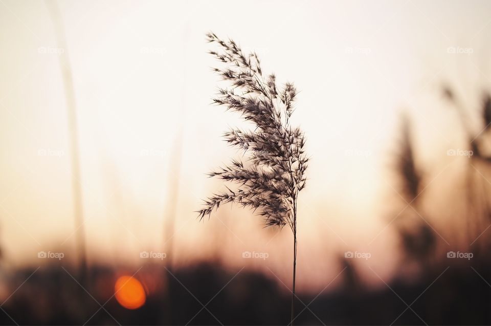 A field plant inflorescence projected on a sunset sky