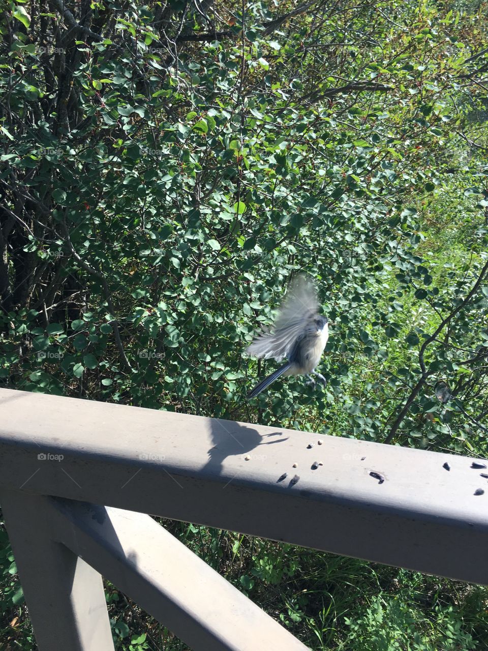 Bird, Nature, Tree, Garden, Wood