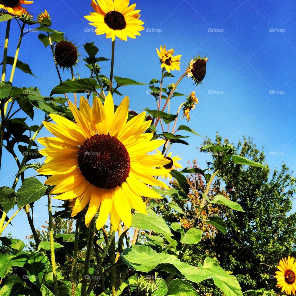 Summer blooms