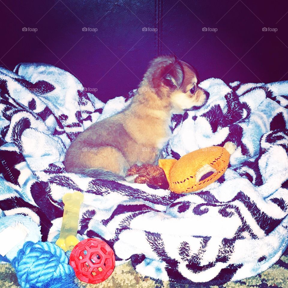 The mighty Baymax . 6 weeks old Pomchi Baymax 