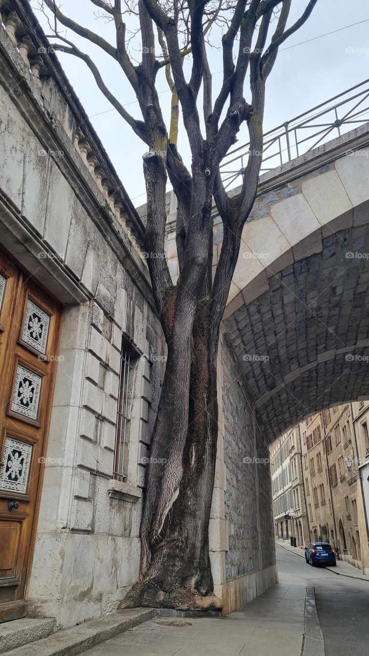 Tree surviving in the city