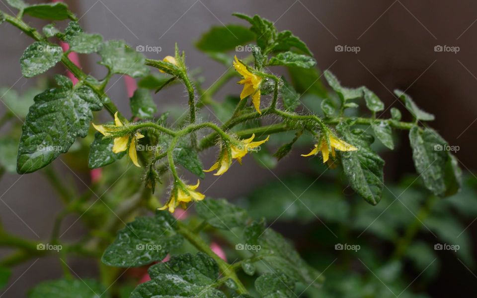 tomato blooming spring garden