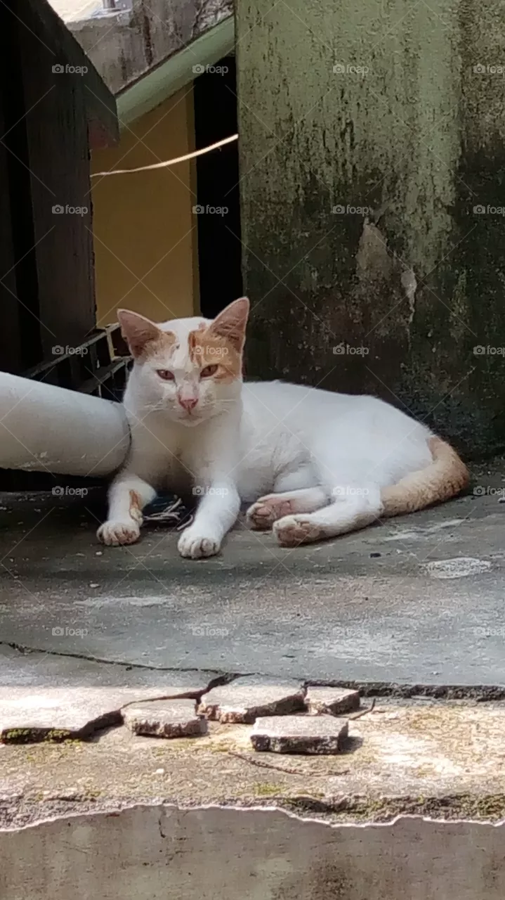 cat