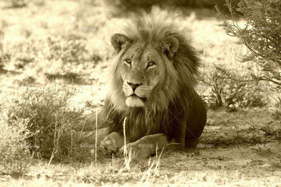 Cat, Lion, Wildlife, Mammal, Portrait