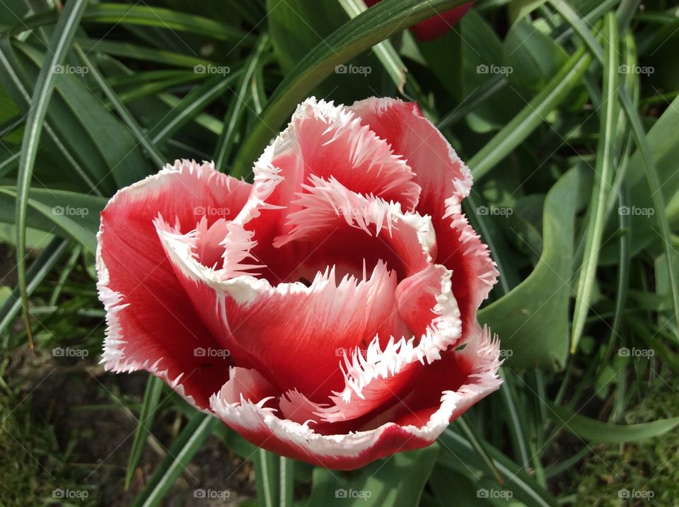 Red Tulip. Holland 