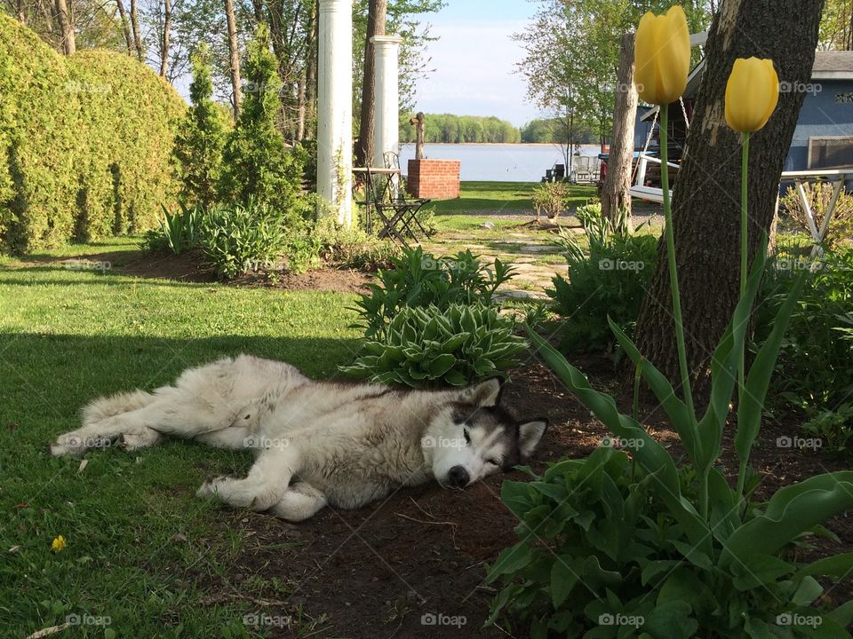 Summer pets/ husky dog napping in flower bed 