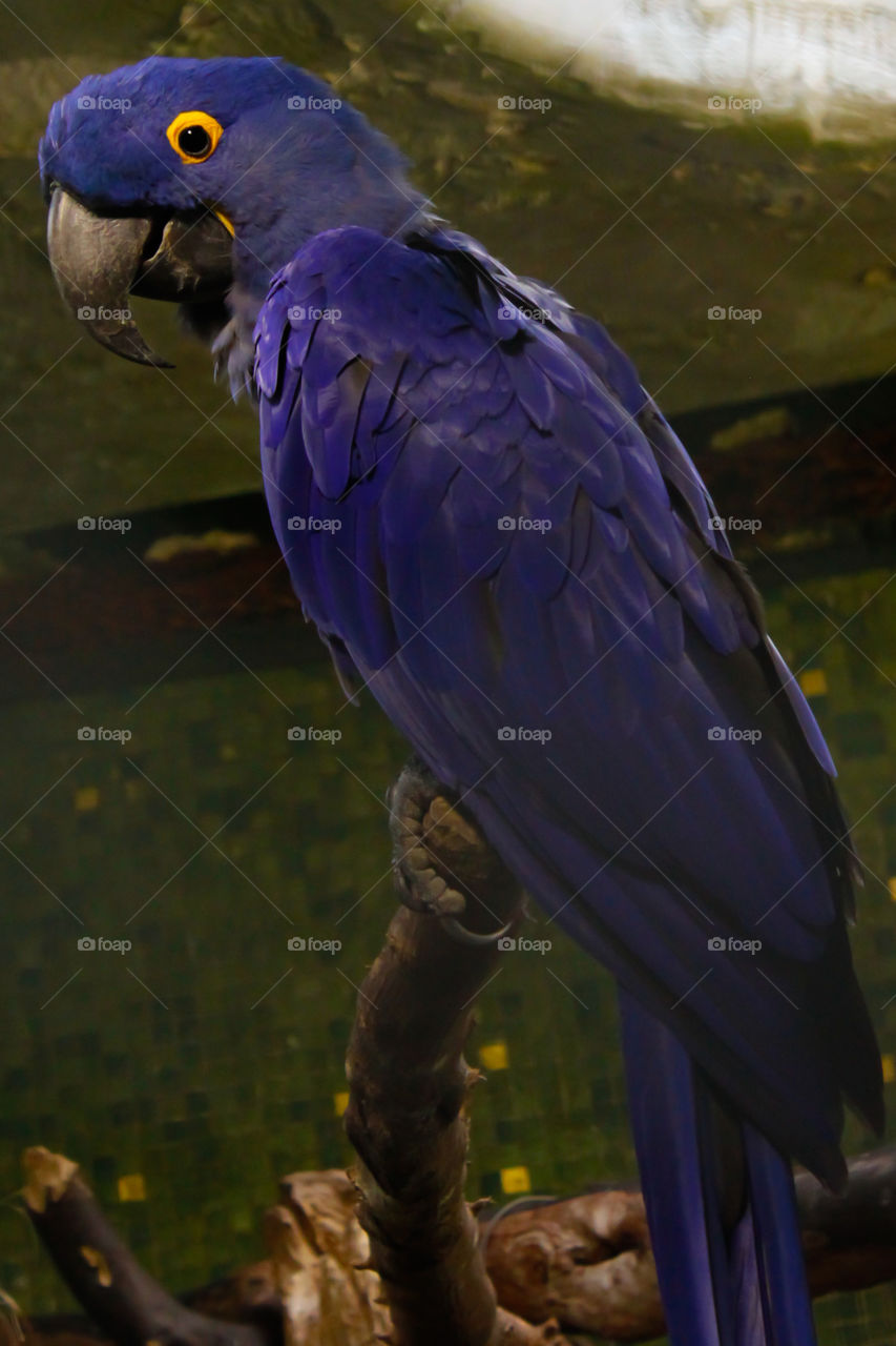 Bird, Wildlife, No Person, Parrot, Zoo