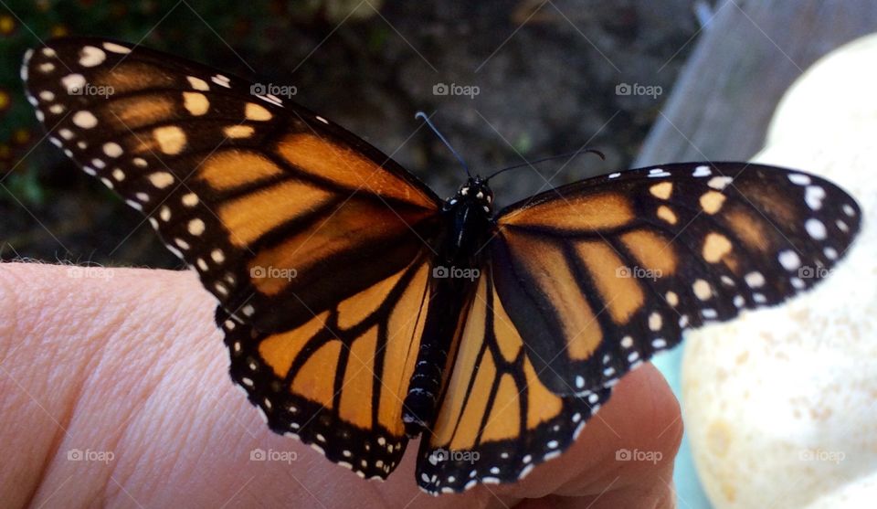 Monarch Butterfly 2 