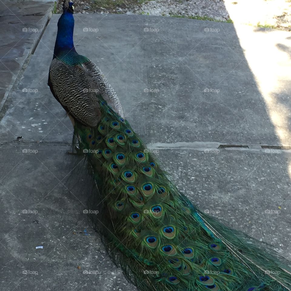 Peacock Weeki Wachee