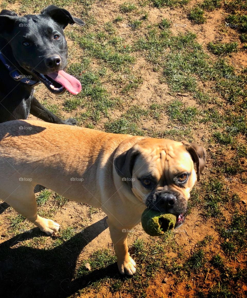 Two goofy chums enjoying an afternoon game of fetch with a ratty old tennis ball