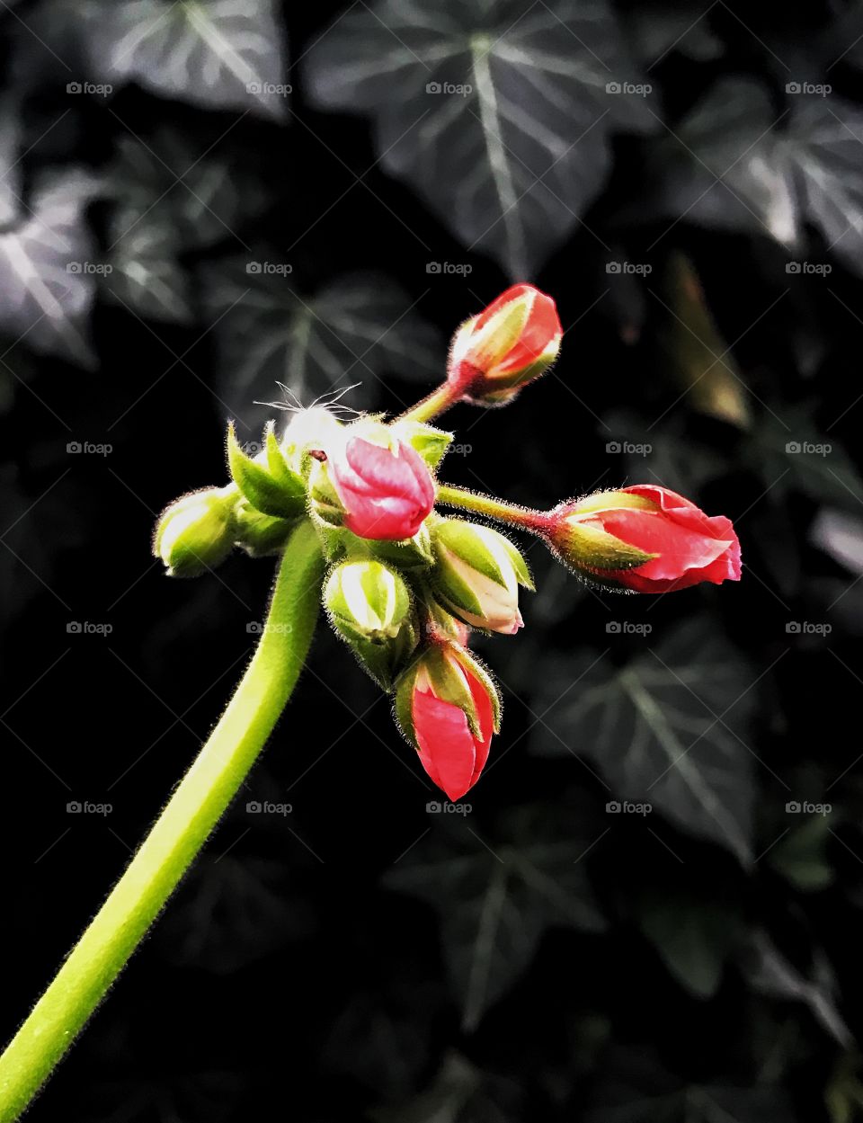 Red flower