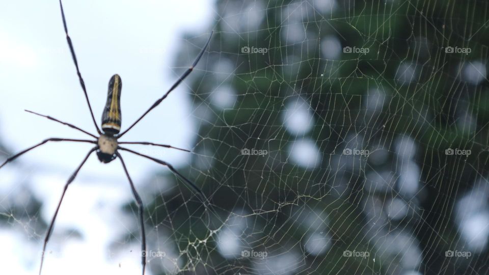 The Nephila pilipes spider is one of the largest types of spiders and is known in Indonesia under the names weaver spider, golden ball weaver spider, golden ball web spider