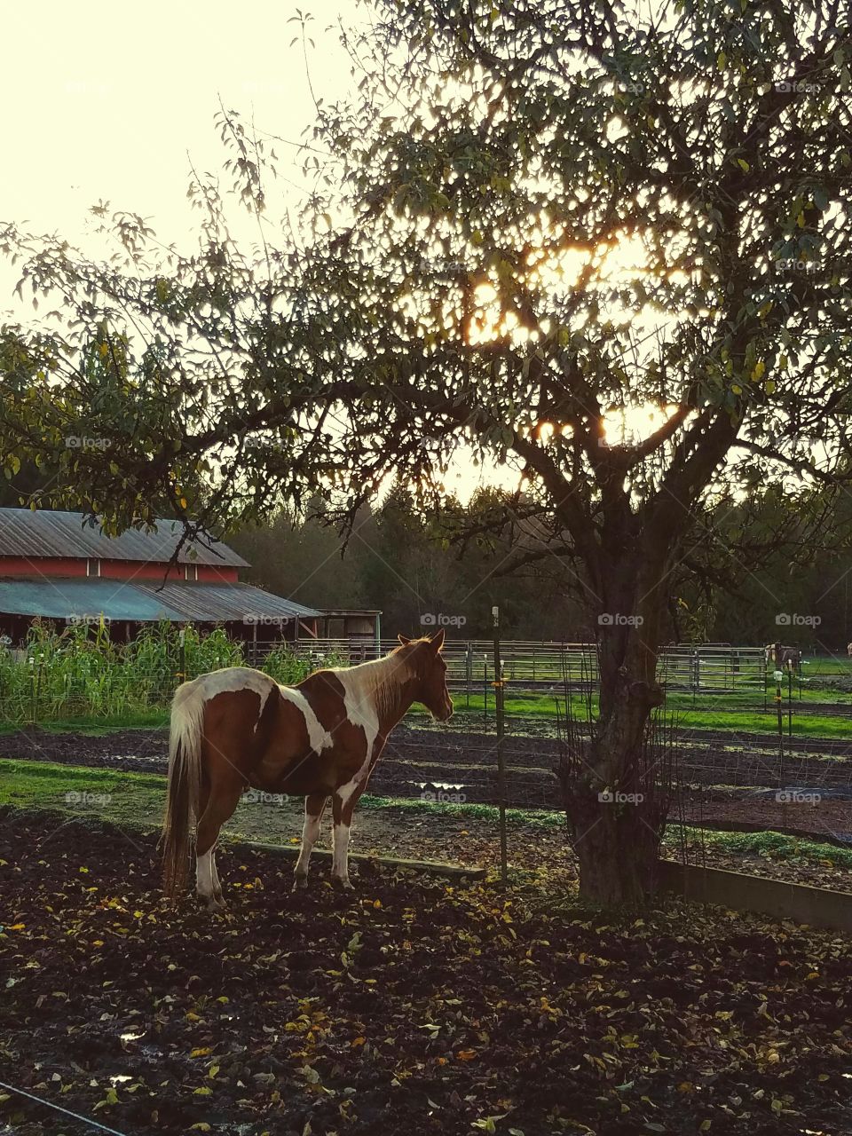 old retired horse under apple tree on farm