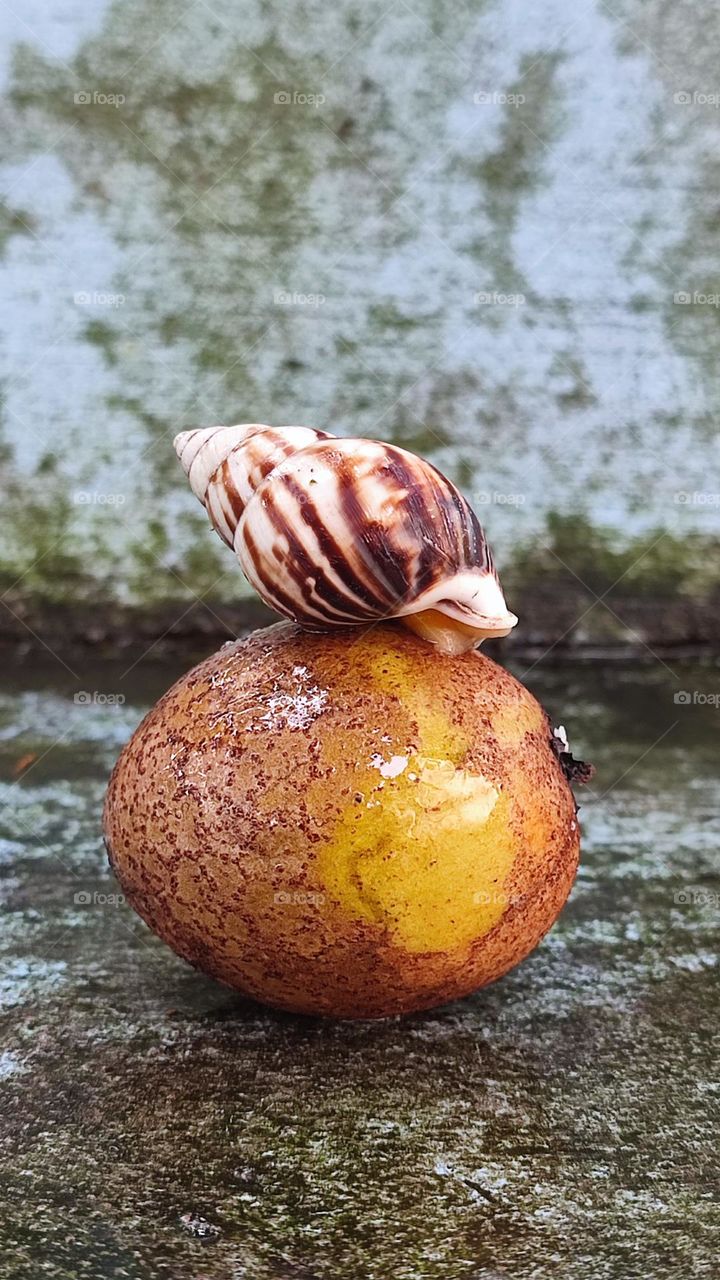 Snail on fruit
