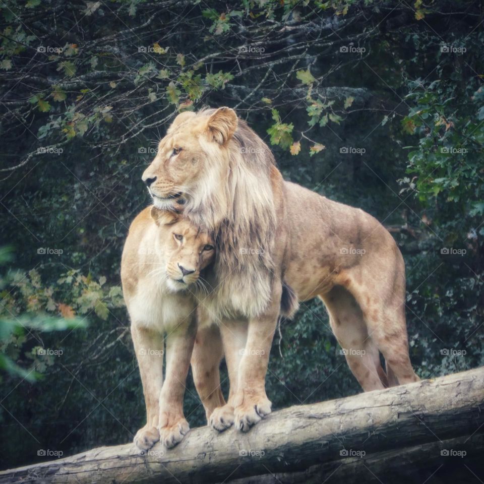 Tender moment between a lion and a lioness