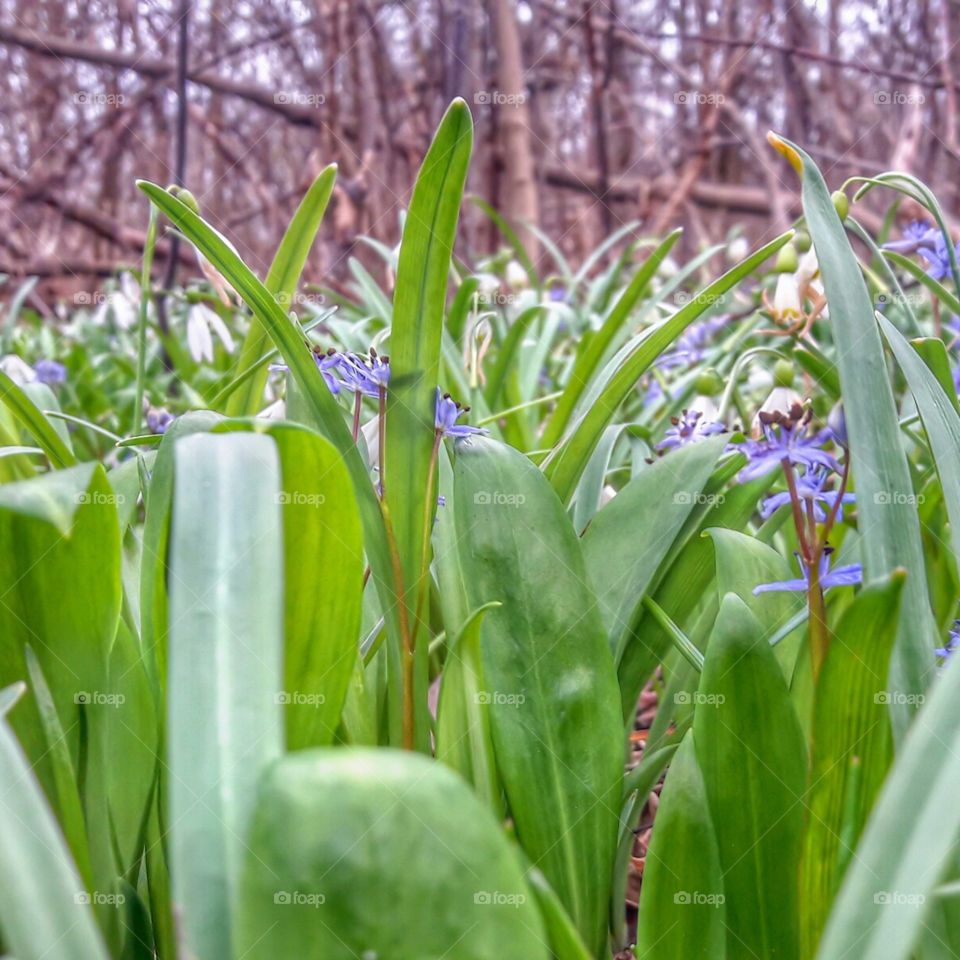 flowers