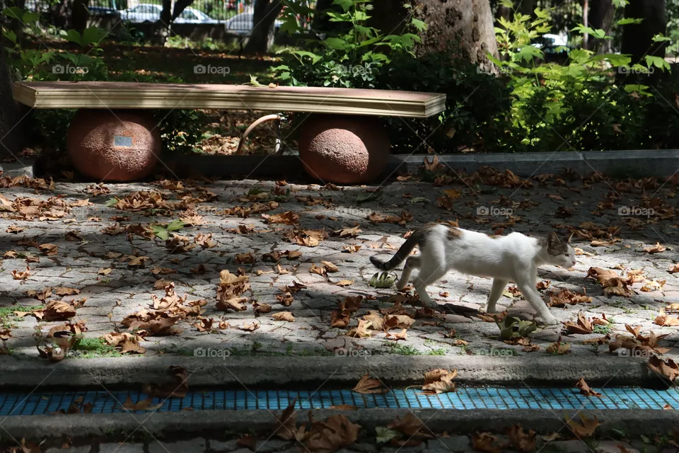 autumn