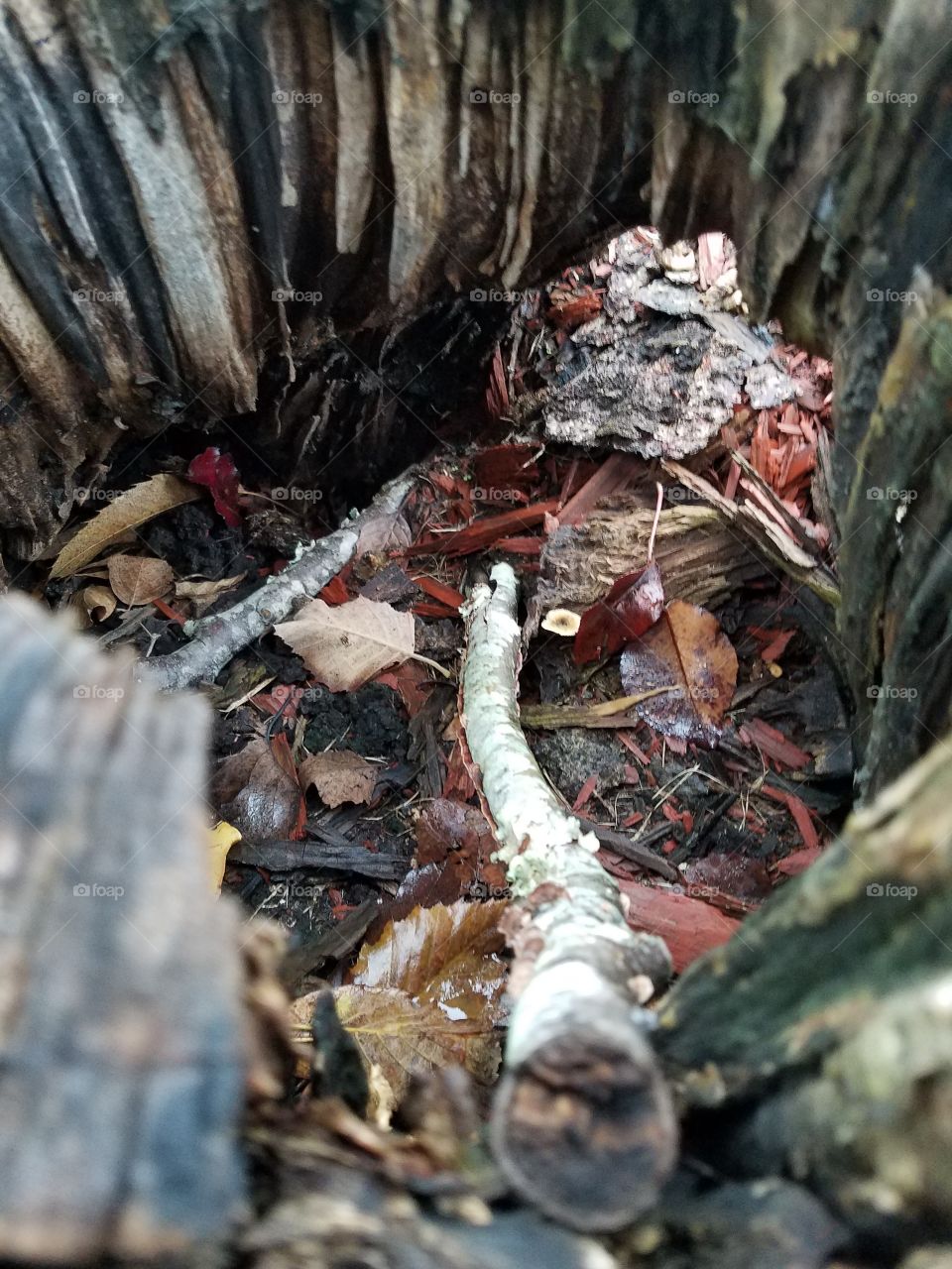 inside tree stump