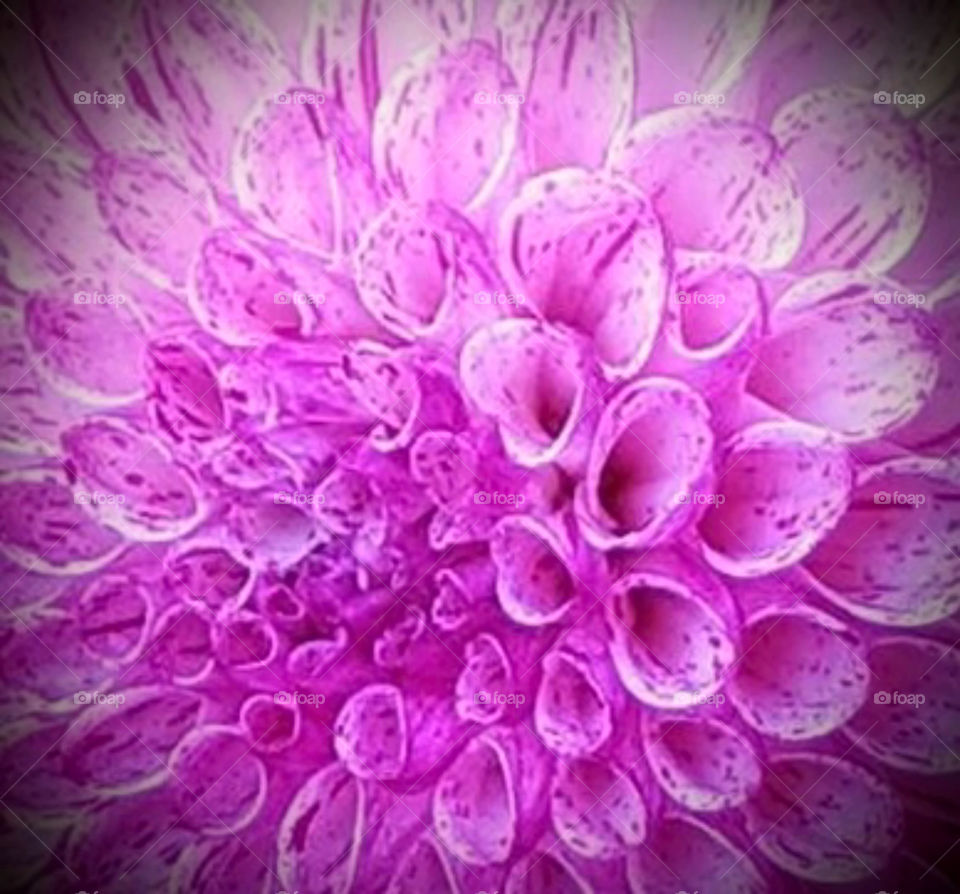 Closeup of a big ball candy colored dahlia to see the detail and appreciate of the wonder of nature 