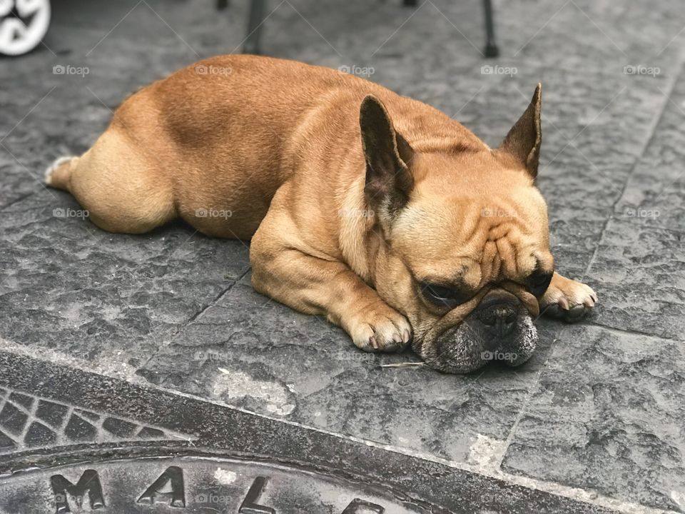 My dog os my best friend 