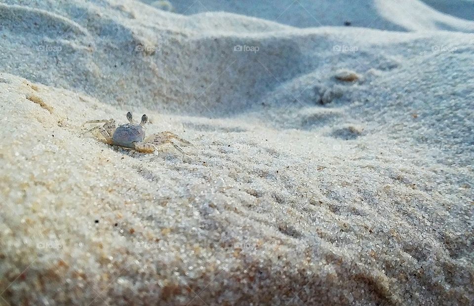 a baby crab scurrying over the white sands on the seashore on a small sand dune