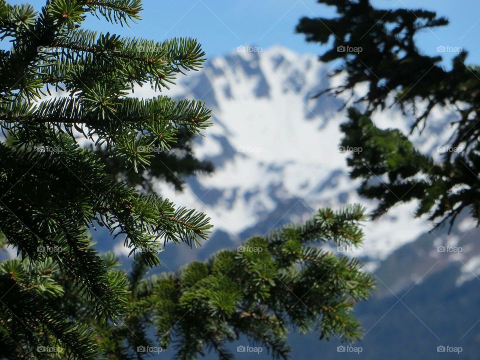 Close-up of tree branches
