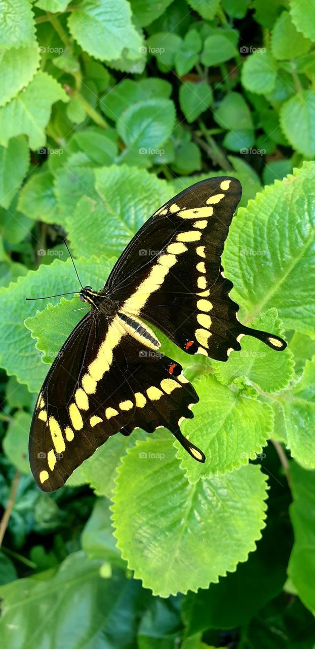 Very striking butterfly, intense yellow and black in color with red-blue spots that make it look very beautiful to look at.