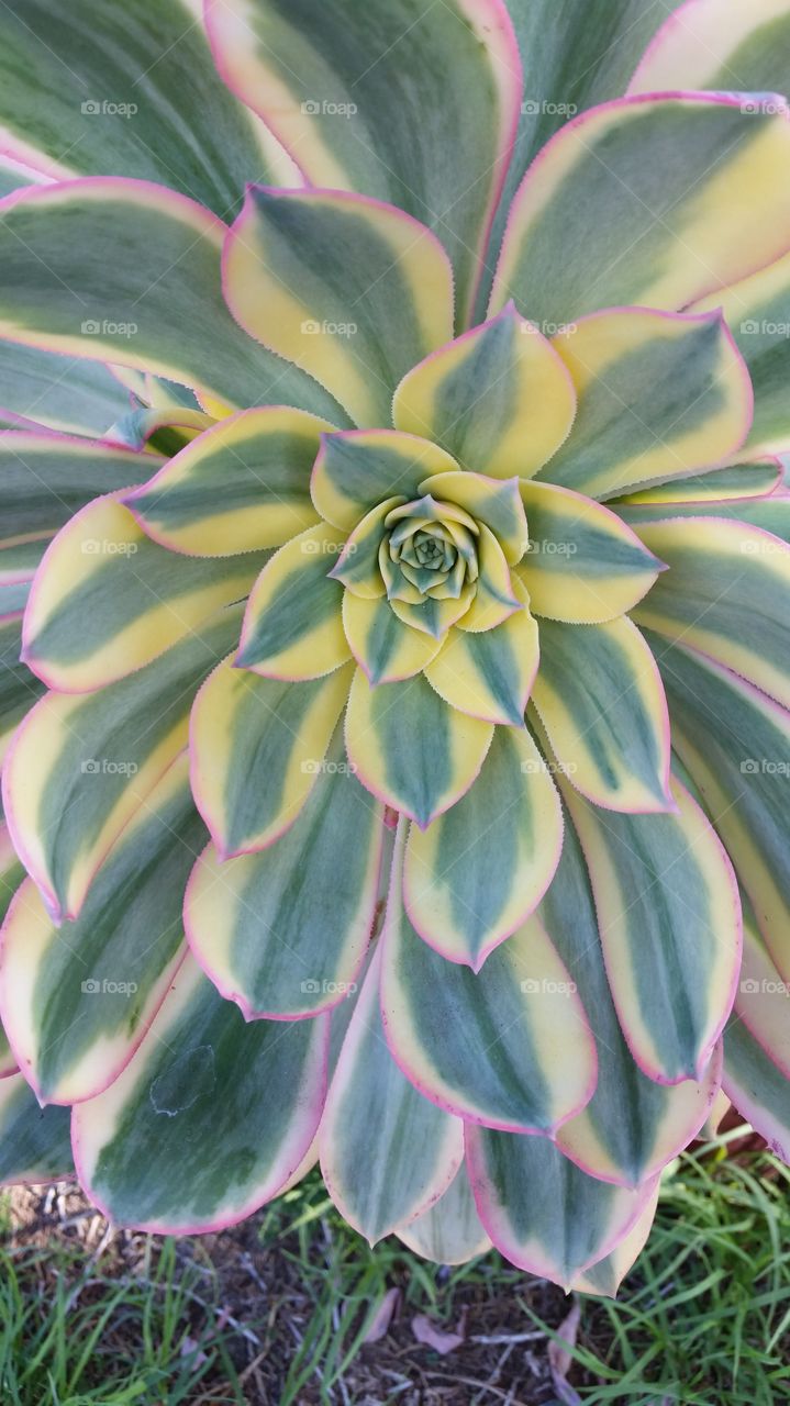 Succulent. Succulent