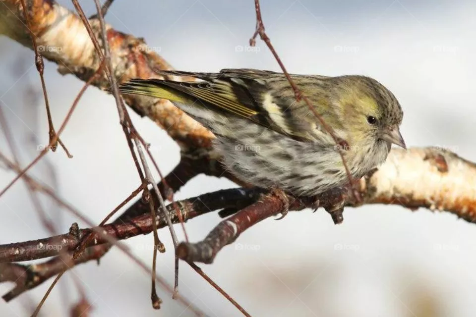 bird