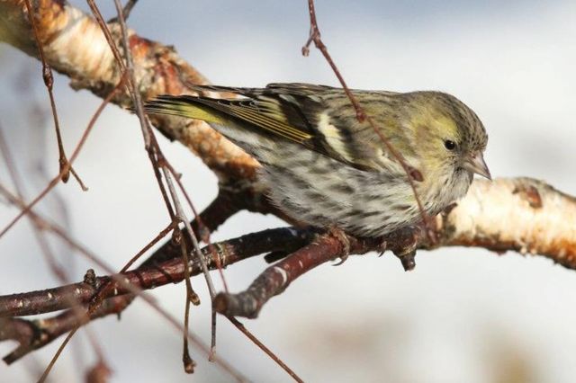 bird